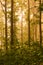 Dark thick forest in the morning during the sunrise_