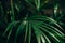 Dark thin beautiful green leaves of exotic houseplant