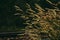 Dark tone of grass flower in sunshine light near railroad train.