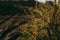 Dark tone of grass flower in sunshine light near railroad train.