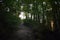 Dark Trail through the Woods Hiking along Tioga Falls Trail, Kentucky