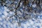 Dark tree branches on blue sky background