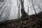 Dark tree in a frozen forest