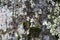 Dark Tree Trunk with Silver Colored Lichen on Its Surface