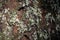 Dark Tree Trunk with Silver Colored Lichen on Its Surface