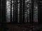 Dark trees in the abdominal forest, gloomy and frightening atmosphere