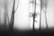 Dark trees with backlight into foggy forest