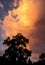 Dark trees silhouetted against a stormy sky