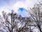 Dark trees under the cloudy blue sky