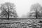 Dark trees in a winter scene in Bushy Park, London