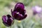 Dark tulip flower close-up. The flower has blossomed and grows in the field, blurred background