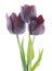 Dark tulips.