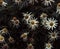 Dark vintage daisy flowers background