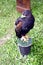 Dark violet brown hawk, falcon in Italy
