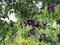 Dark violet hollyhocks growing in an orchard