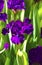 Dark Violet Iris Flowers