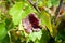 Dark violet leaf of grape