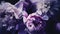Dark violet peonies in bloom, purple peony flowers as holiday, wedding and floral background