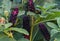 Dark violet, shiny American Fitolaki berries in the midst of green leaves