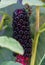 Dark violet, shiny American Fitolaki berries in the midst of green leaves