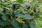 Dark violet, shiny American Fitolaki berries in the midst of green leaves