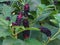 Dark violet, shiny American Fitolaki berries in the midst of green leaves