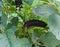 Dark violet, shiny American Fitolaki berries in the midst of green leaves