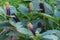 Dark violet, shiny American Fitolaki berries in the midst of green leaves