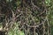 Dark Weeping willow branch. Salix matsudana curly entangled tree, spooky twig pattern