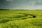 Dark wheat field landscape