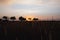 Dark wheat field trees landscape sunset sun light dusk