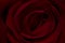 Dark wine red rose background