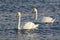 Dark winter days in Poland, white swans swimming in cold Baltic sea