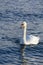 Dark winter days in Poland, white swans swimming in cold Baltic sea