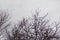 Dark Winter Sky With Black Leafless Trees