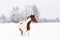 Dark wrown and white horse slovak warmblood breed stands on snow field in winter, blurred trees background