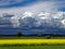 Darkened sky by towering clouds and yellow blooming countryside contrast
