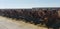 Darker Jersey Cows Looking in Feedlane