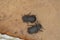 Darklig beetles, Bolitophagus reticulatus feeding on polypore