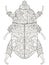 Darkling beetle. Anti Stress Coloring Book. Vector object Egyptian beetle. Black lines on a white background.