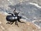 Darkling Beetle in Eastern Washington