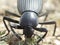 Darkling Beetle eating Storksbill Erodium at Ensign Peak  Utah.