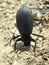 Darkling Beetle with its butt up at Ensign Peak  Utah.