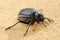 Darkling beetle on the sand