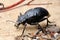 Darkling beetle on the sand