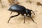 Darkling beetle on the sand