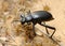 Darkling beetle on the sand