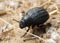 Darkling beetle on the sand