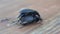 Darkling beetle Superworm or Zophobas morio. two big black bugs reproduction. slow motion