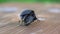 Darkling beetle Superworm or Zophobas morio. two big black bugs reproduction. slow motion